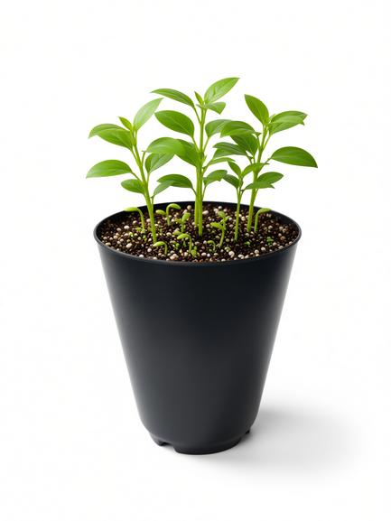 Round 75mm (D) x 100mm (H) Black Plastic Plant Pot